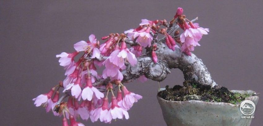 Японская слива. Бонсай. Полукаскад Японская слива. Бонсай. Цветение.