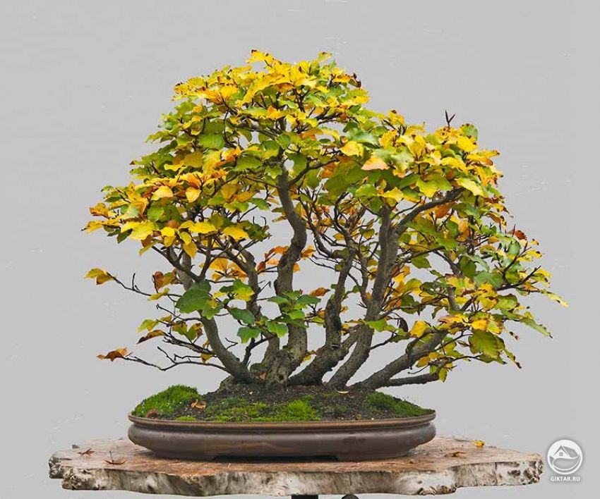 Бук восточный. Бонсай . Роща. Бук восточный. Бонсай . Роща.