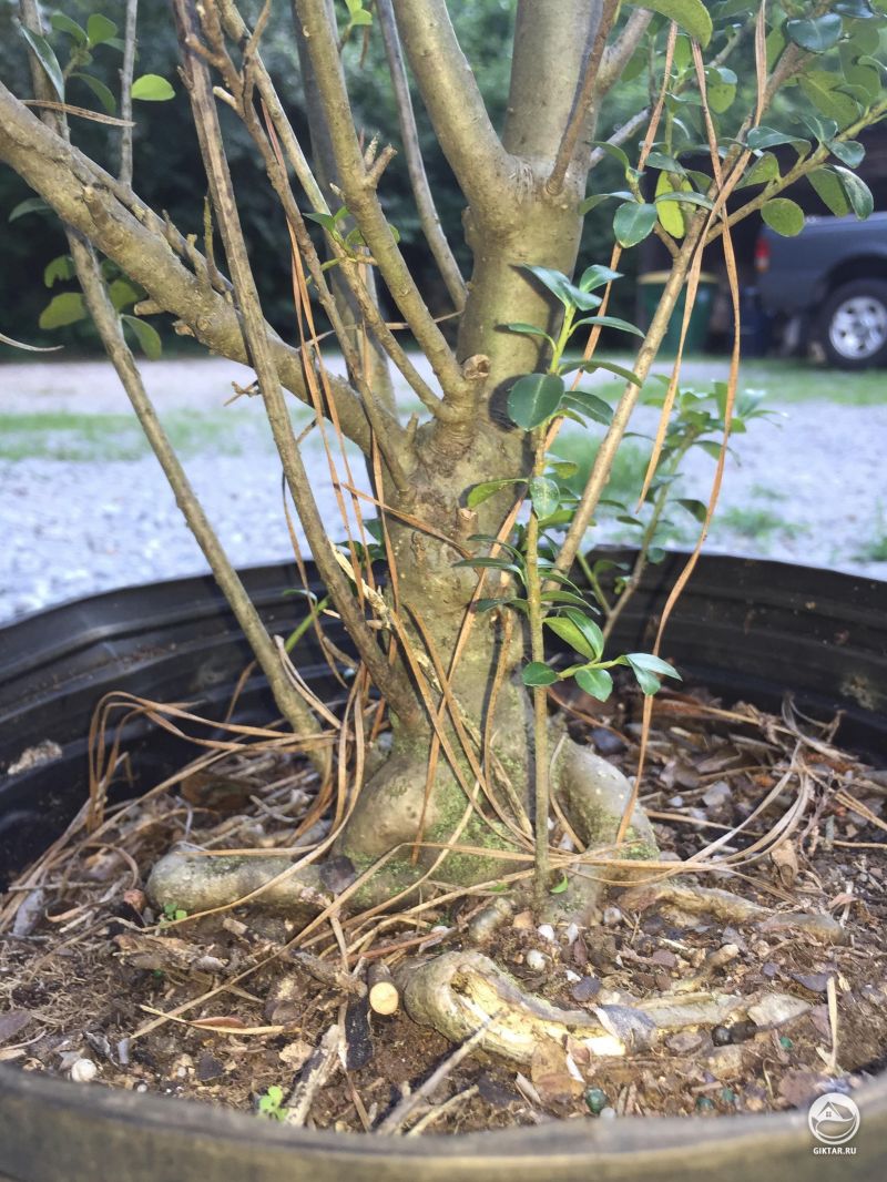 Падуб городчатый или японский остролист. Будущий бонсай.
