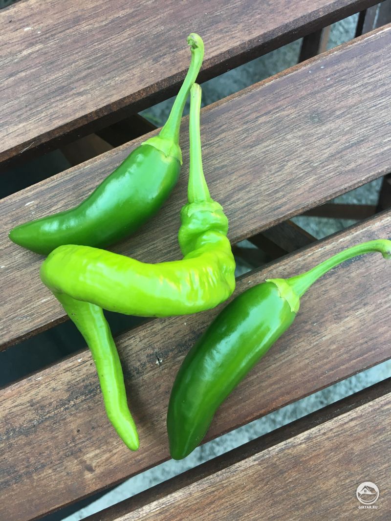 Перцы! Я нянчился с крошечными перчиками, выращенными на заднем дворе. И вот первый маленький урожай!