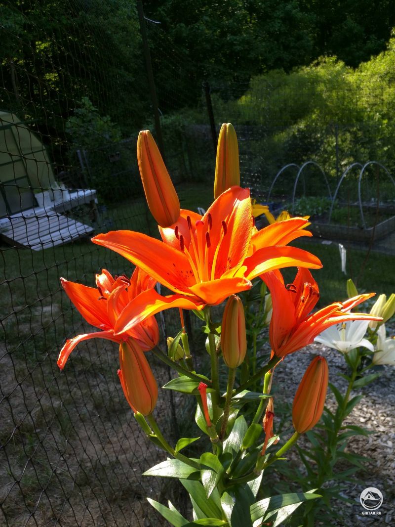 Просто изумительные цвета моей лилии.