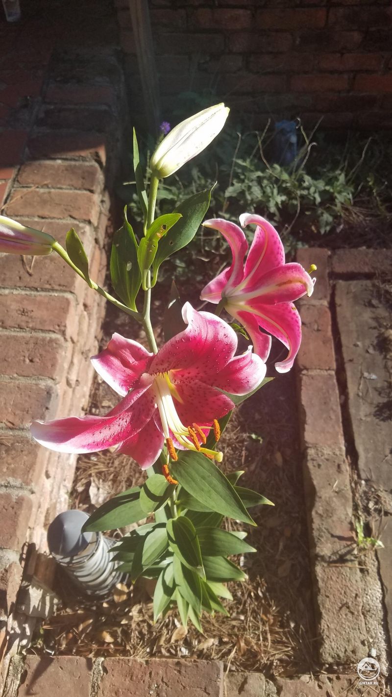 Лилия сорта Звездочет