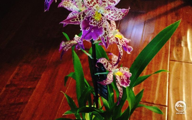 Беаллара . Какая она красивая