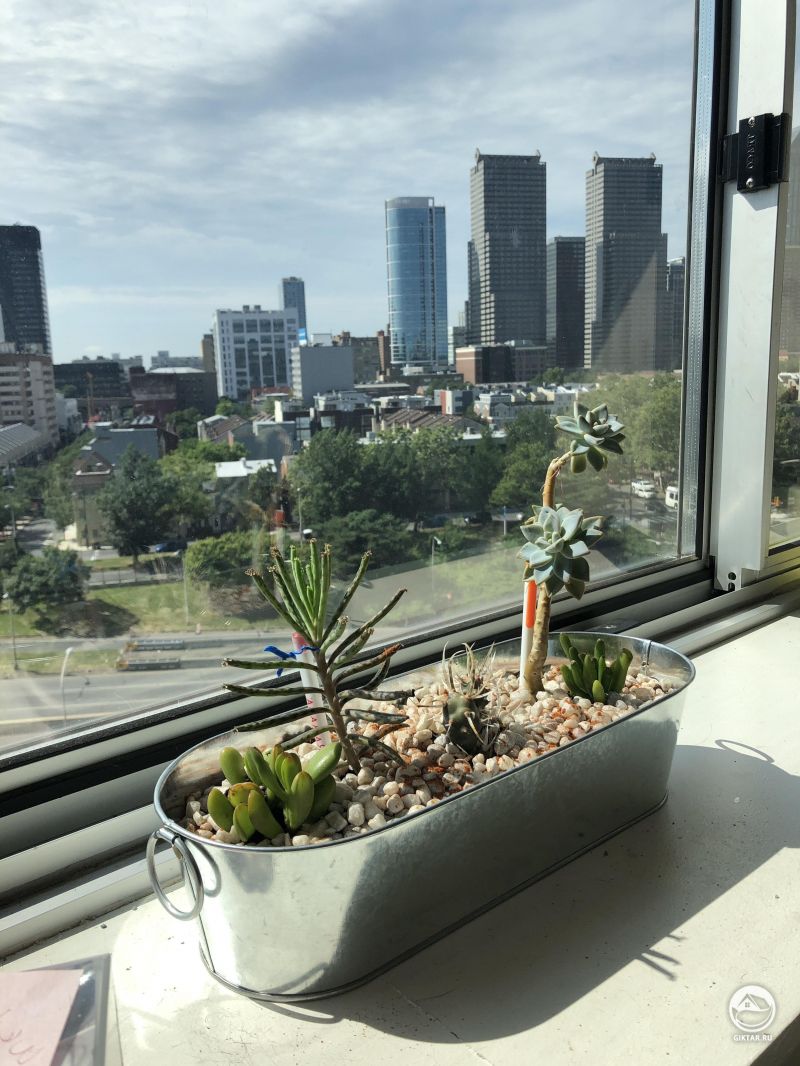 Это не много, но это моя маленькая пустыня в городских джунглях. Помогает, когда я скучаю по дому.