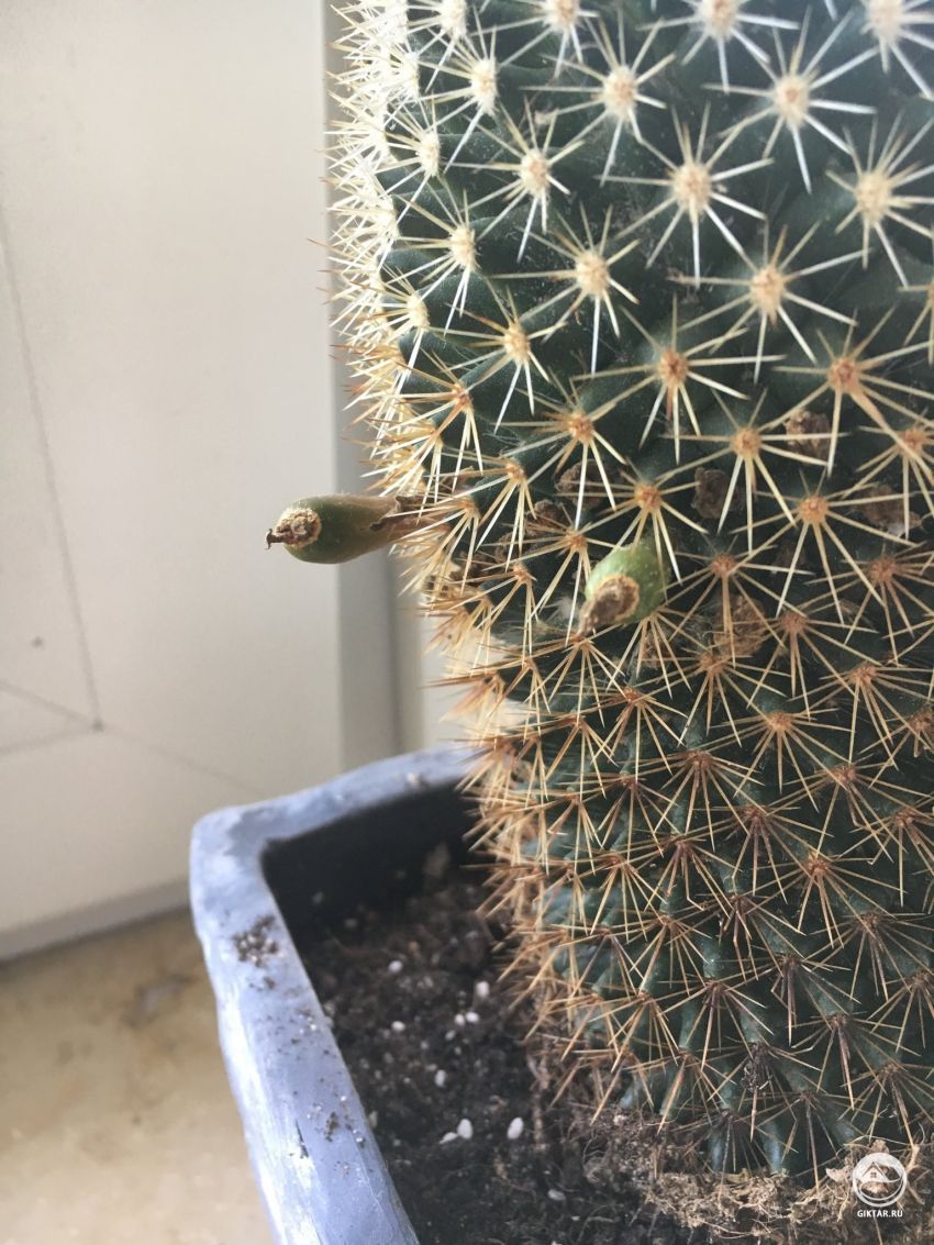 Что за наросты появились на моем кактусе ?