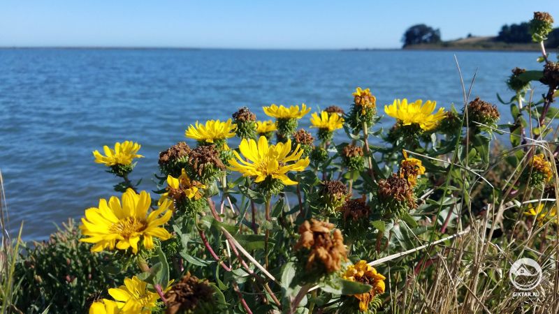 Гринделия прямая