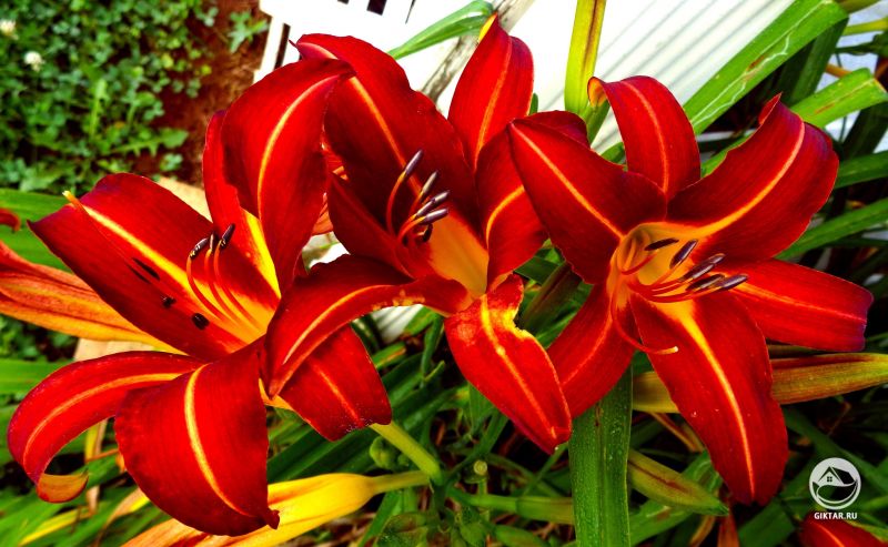 Мои цветущие лилейники ❤️