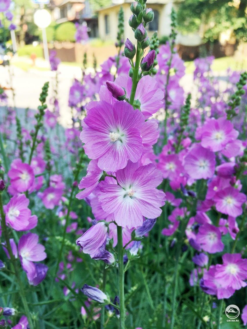 Кто-нибудь знает, что это такое?