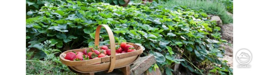 Варианты посадки клубники