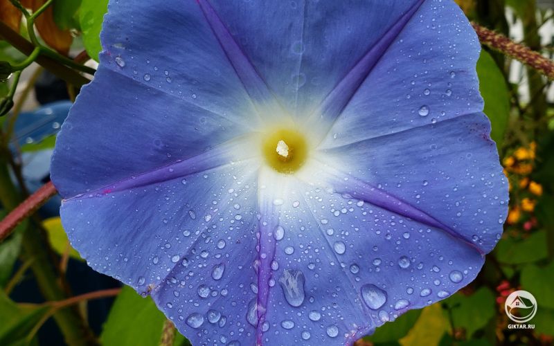 Вьюнок ипомея