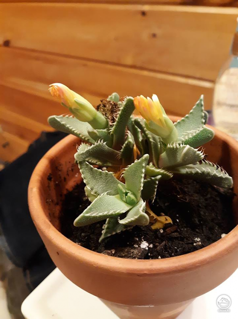 Фаукария тигриная цветет