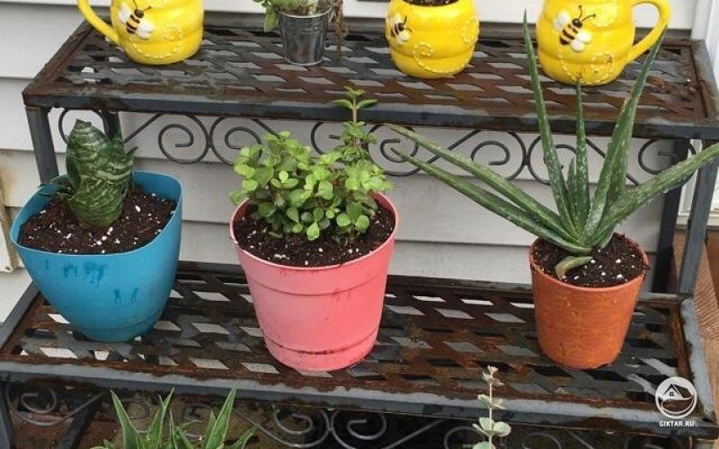 Мои кактусы и суккуленты