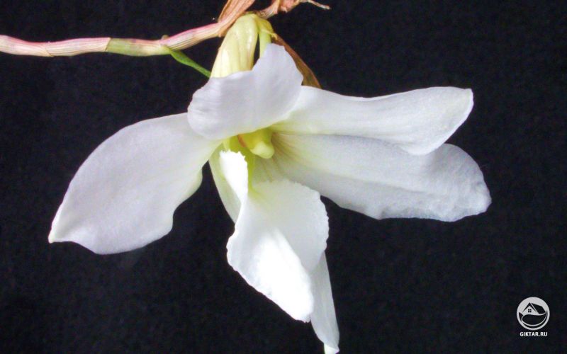 Дендробиум ушковидный