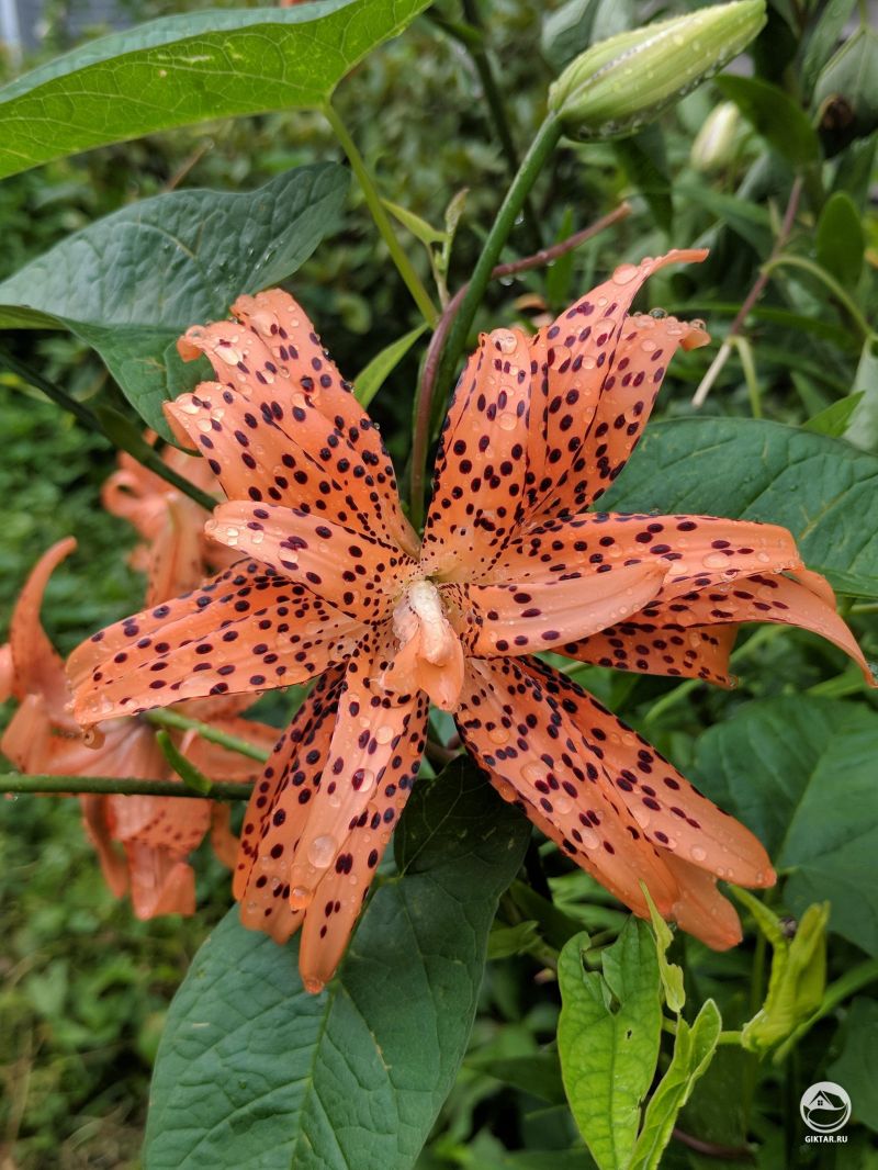 Тигровые лилии после грозы.