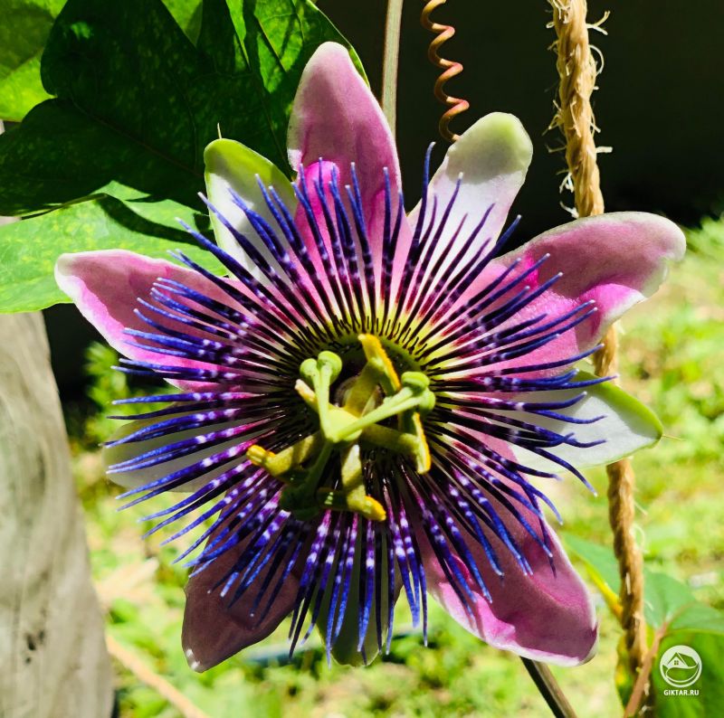 Пассифлора