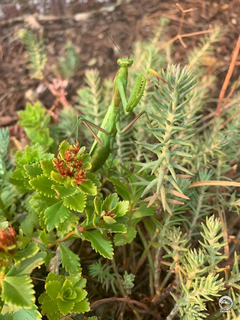 Богомол и каланхоэ