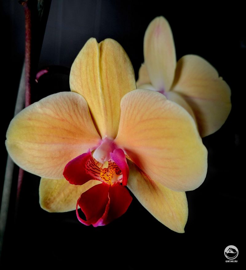 Мой Фаленопсис