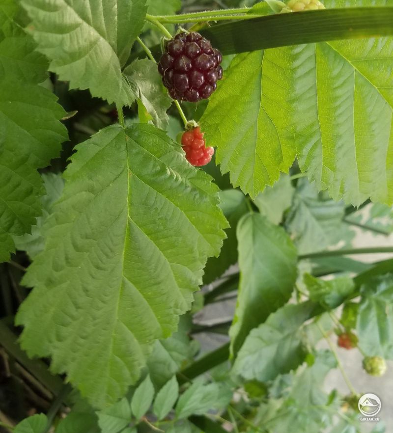 Созревание Ежевики