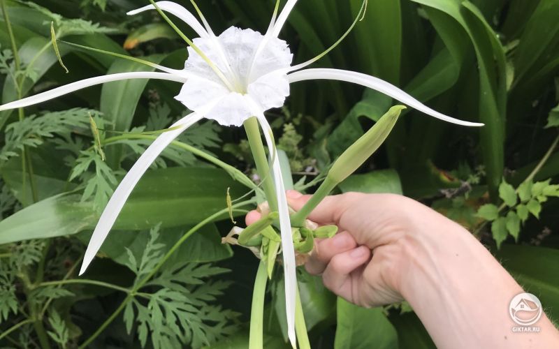 Hymenocallis littoralis или пляжная паучья лилия