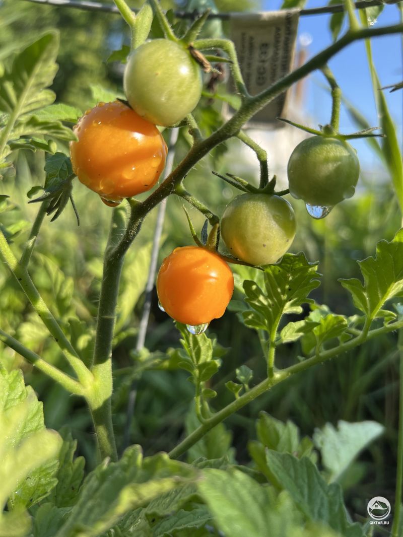 Наконец-то первые томаты