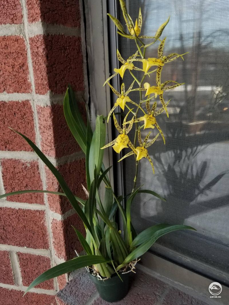 Брассидиум Nittany Gold