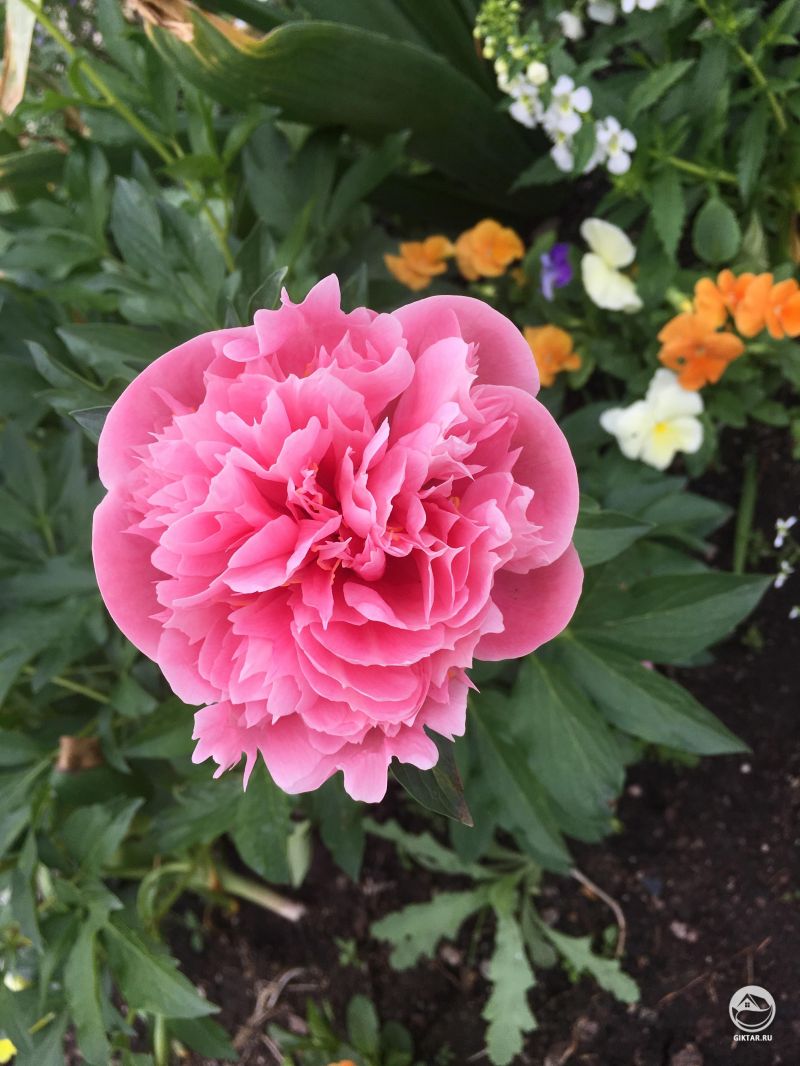 Розовый пион