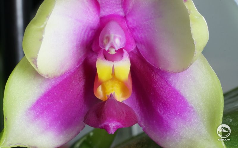 Мой фаленопсис Беллина Звезда