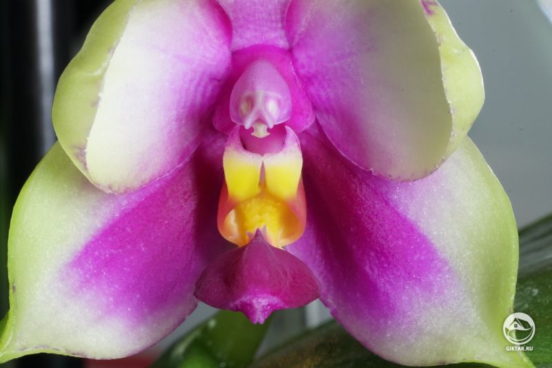 Мой фаленопсис Беллина Звезда