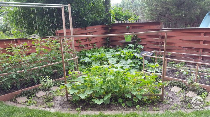 Вертикальные посадки: огурцы и помидоры