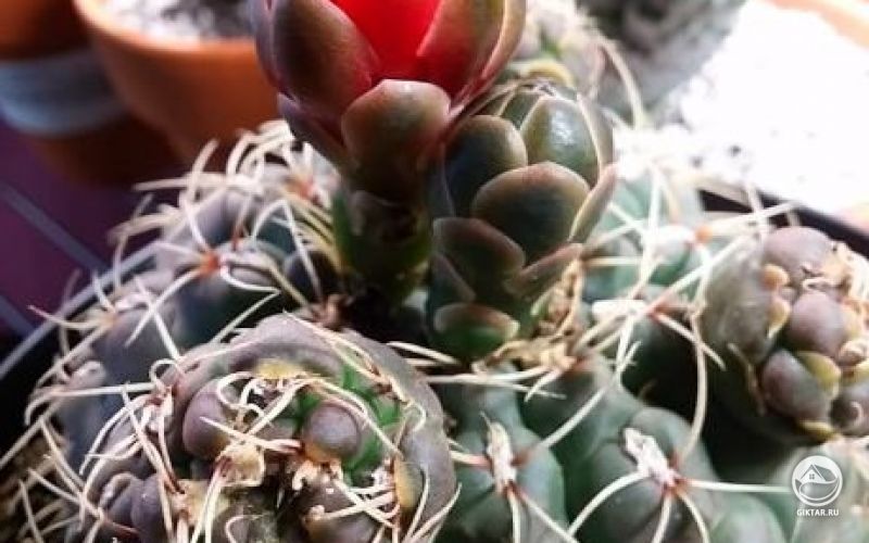 Гимнокалициум Бальда