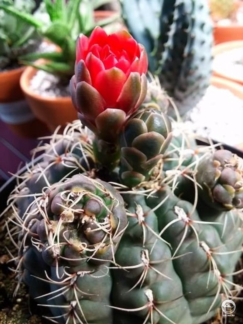 Гимнокалициум Бальда