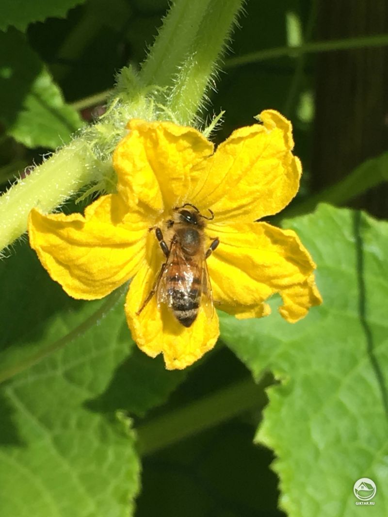Приятно видеть кучу этих маленьких ребят, которые делают свое дело в моем саду!