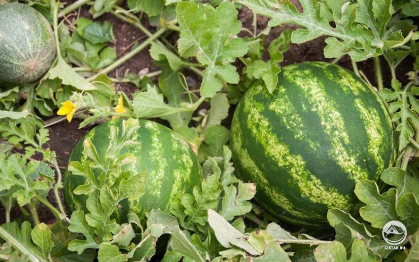 Выращивание арбузов и дынь Выращивание арбузов и дынь