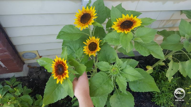 Наши многоголовые подсолнухи