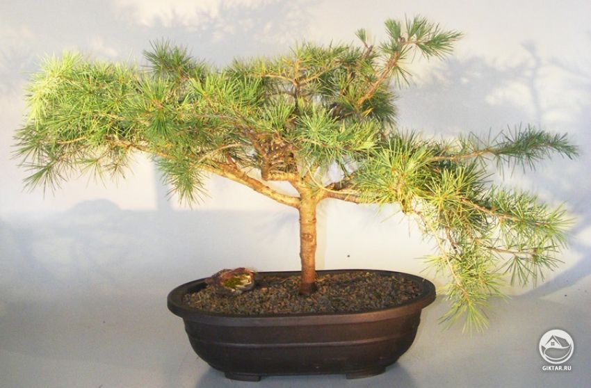 Кедр атласский. пребонсай Кедр атласский. Заготовка для бонсай