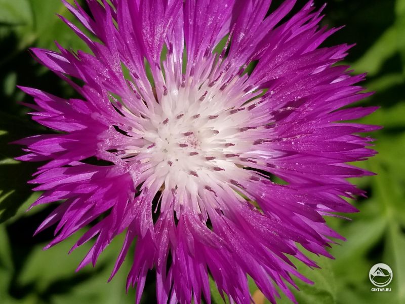 Фейерверк в моем саду!