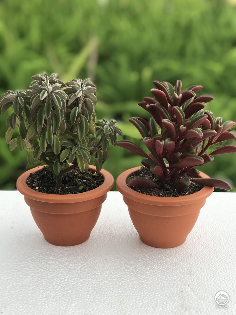 Пара пеперомий