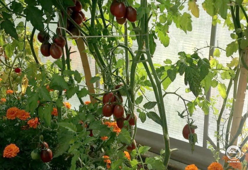 томаты и бархатцы в теплице вместе томаты и бархатцы в теплице вместе