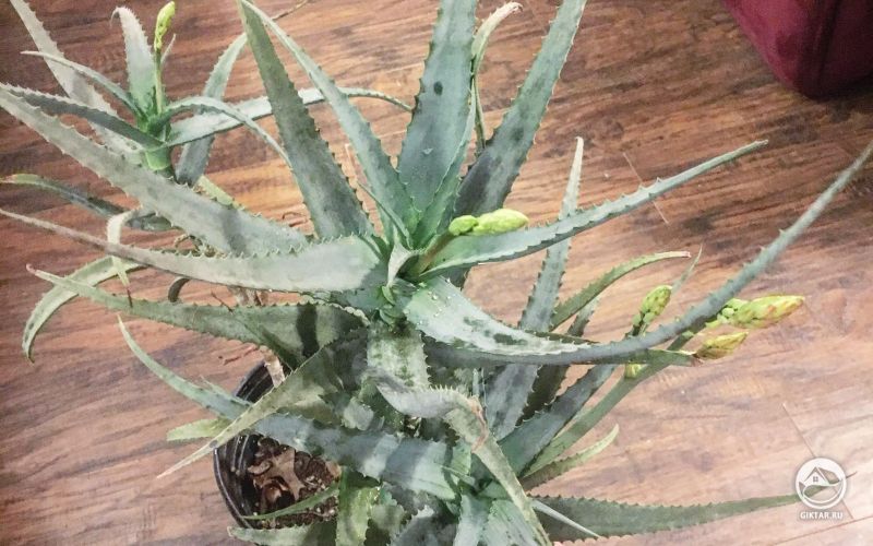Алоэ острейшее с цветоносами