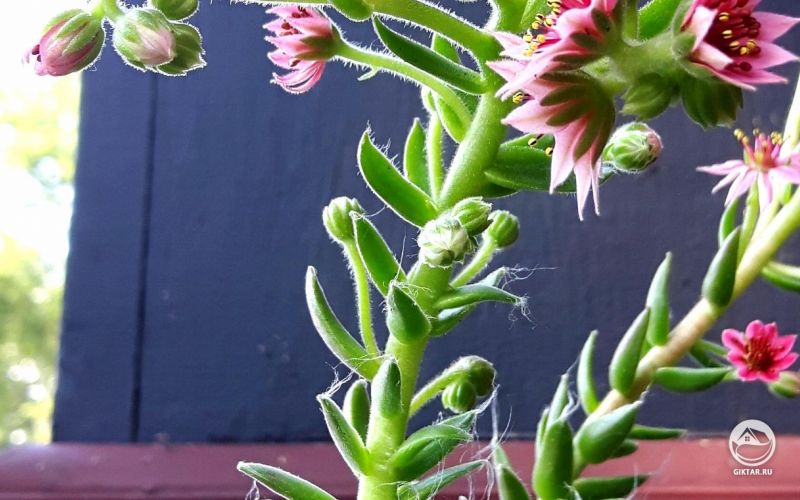 Цветущее молодило