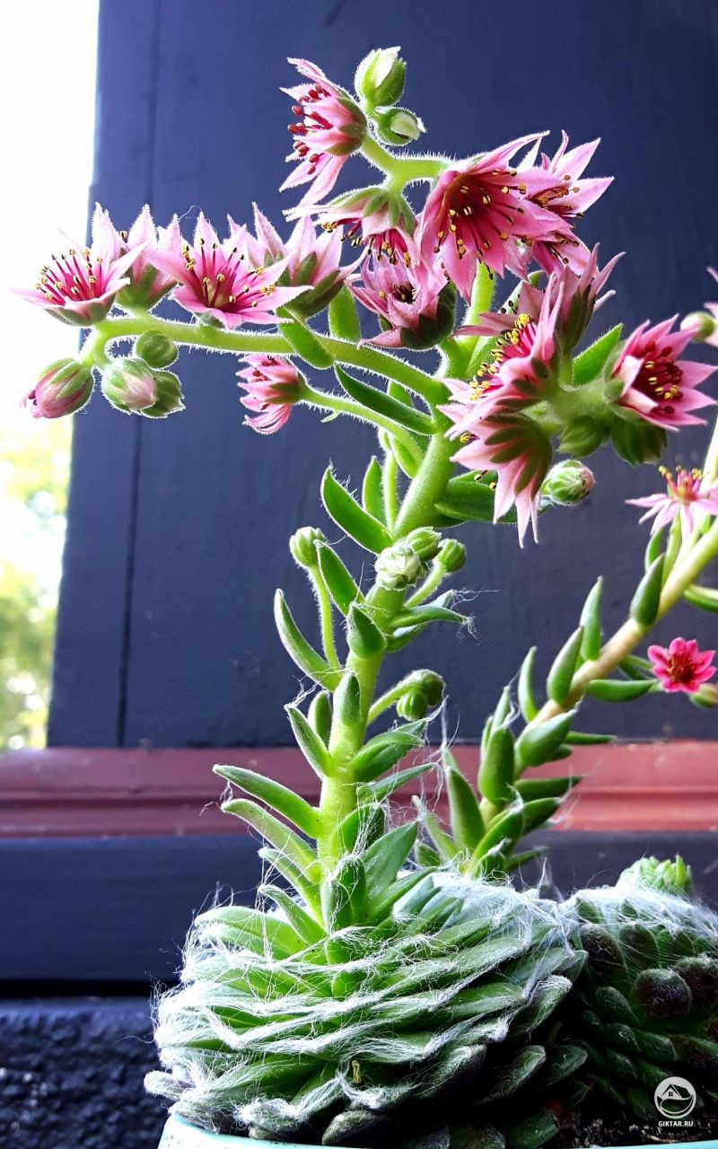 Цветущее молодило