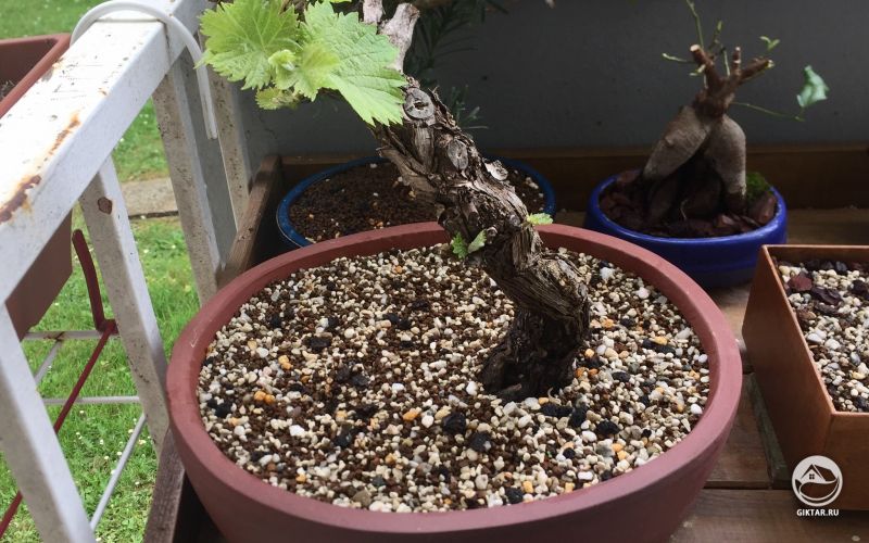 Виноградная лоза после обрезки