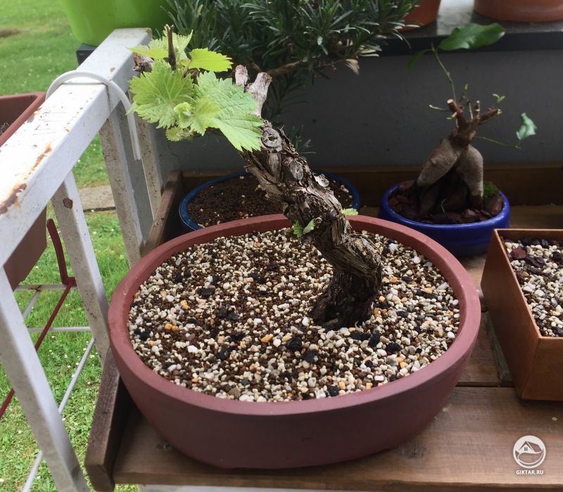 Виноградная лоза после обрезки