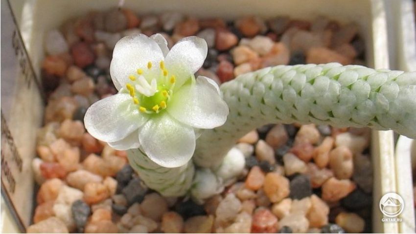 Анакампсерос бумагоподобный. Цветение. Анакампсерос бумагоподобный. Цветение.