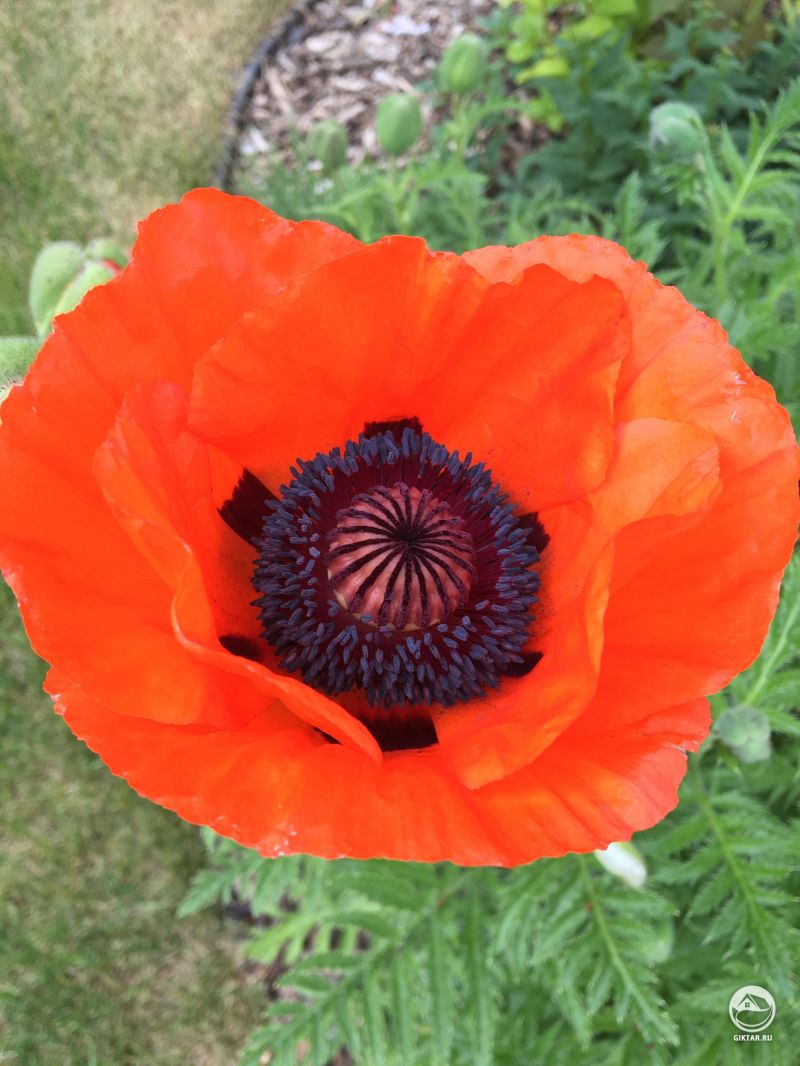 Огромный красный мак . Как мило.