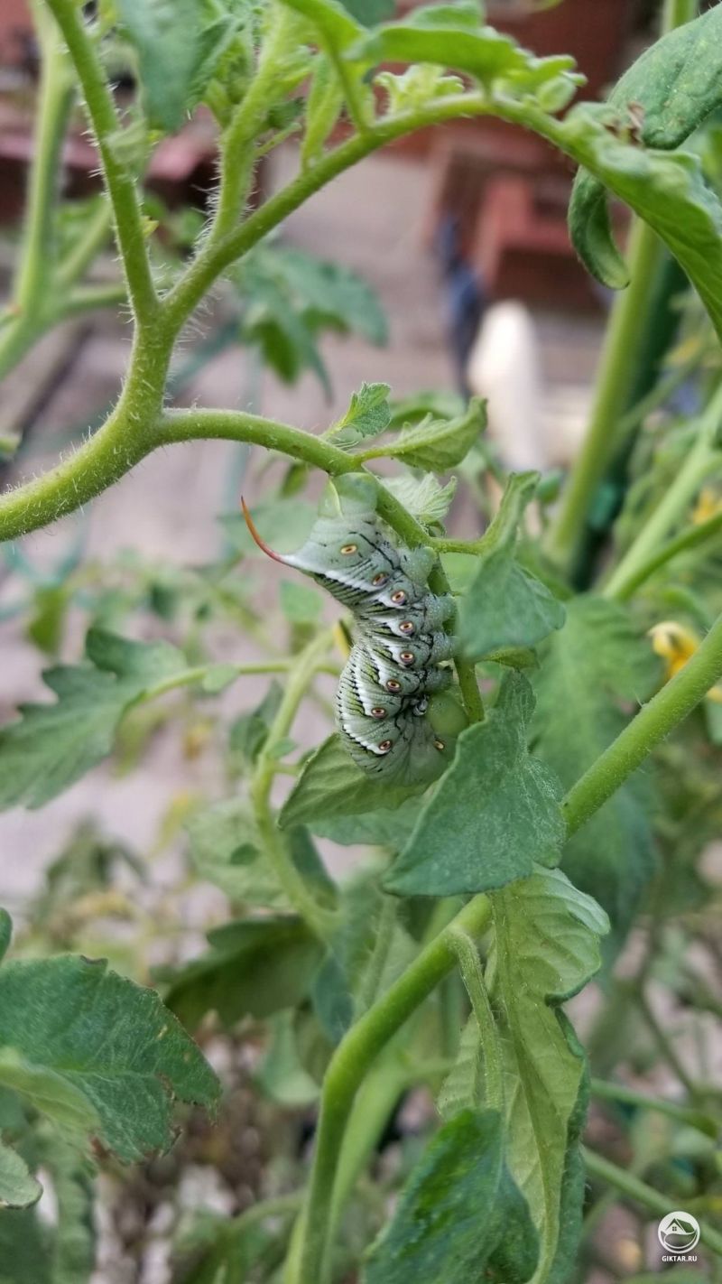 Видимо я выращиваю психоделических гусениц