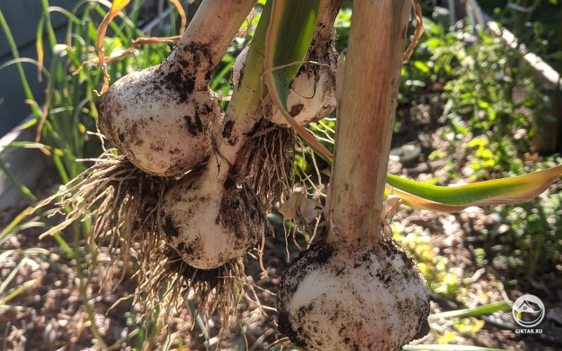 Чеснок: наконец-то хороший урожай