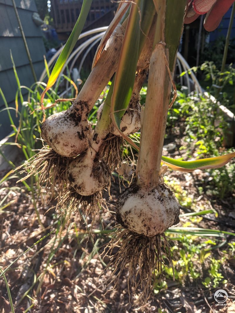 Чеснок: наконец-то хороший урожай