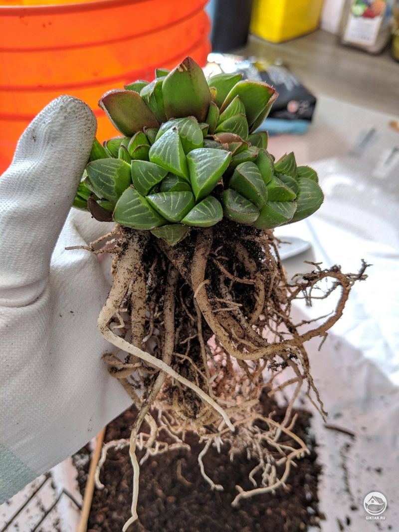 Пересадка хавортии