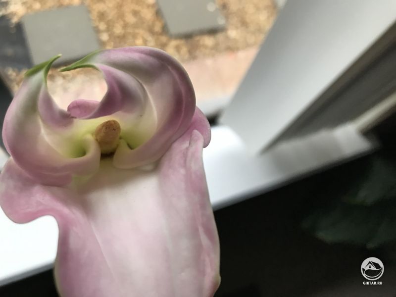 Очень интересная калла расцвела у меня в саду. Похоже будто эти двое срослись вместе.